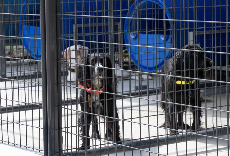 field cocker spaniels and pointer dog in kennel