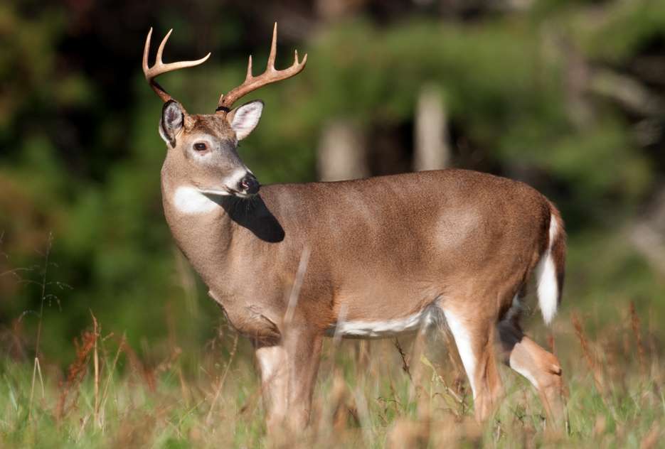 south georgia whitetail deer - HeartPine Plantation south georgia whitetail deer